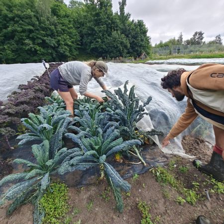 Høstning af lokale råvarer