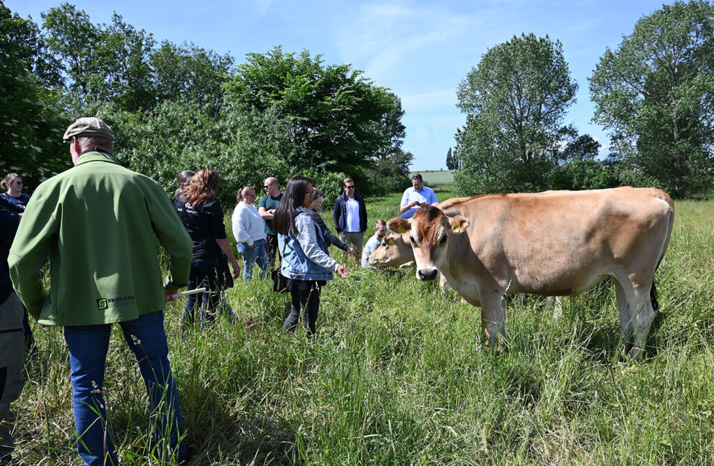 Økologisk jerseykød