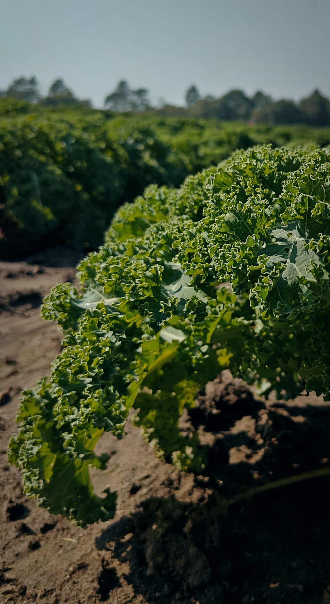 Endnu mere økologi på menuen – nyt projekt med rødder i vores SANS! koncept