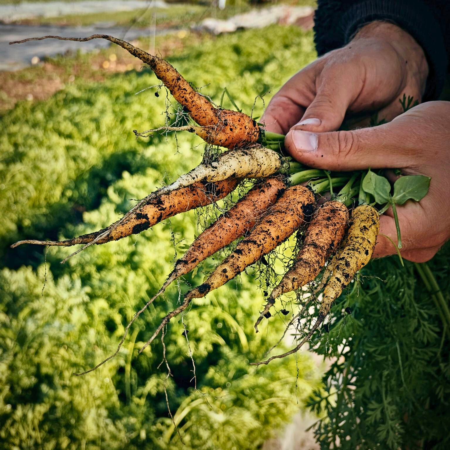 Alternative gulerødder